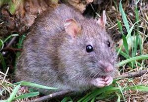 rat paddy pic