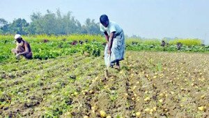 Potato Harvest, Singair